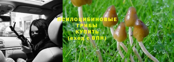индика Новодвинск